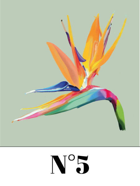 oiseau du paradis illsutration